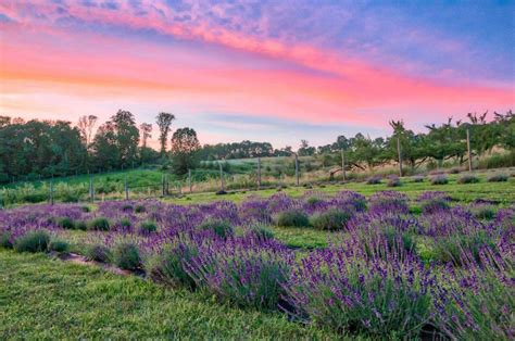 Relaxing Lavender Farms In New Jersey