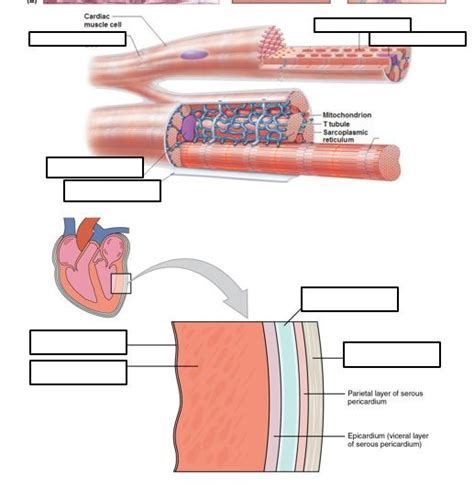 Microscopic Anatomy Of Cardiac Muscle Diagram Quizlet