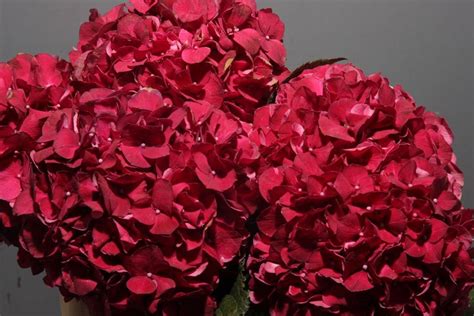 Hydrangea Ruby Red Metropolitan Wholesale Metropolitan Wholesale - Hydrangea Wallpaper