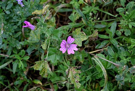 Malva sylvestris - Изображение особи - Плантариум