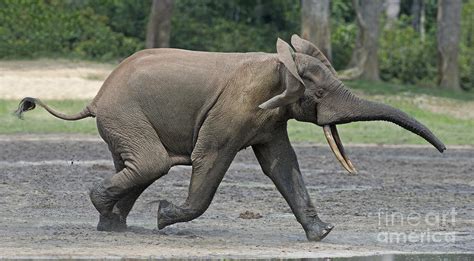 African Forest Elephant Photograph By Tony Camacho Fine Art America