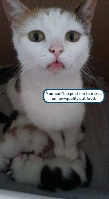 Need The Good Stuff Lolcats Lol Cat Memes Funny Cats Funny