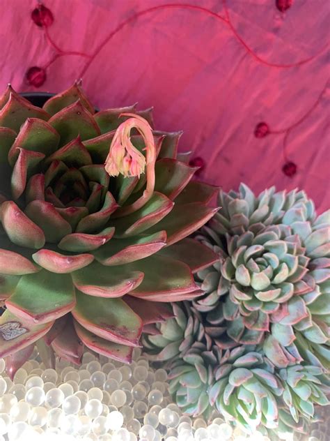 Gray Succulent Ass Twitter