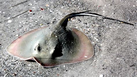 Common Stingray – "OCEAN TREASURES" Memorial Library