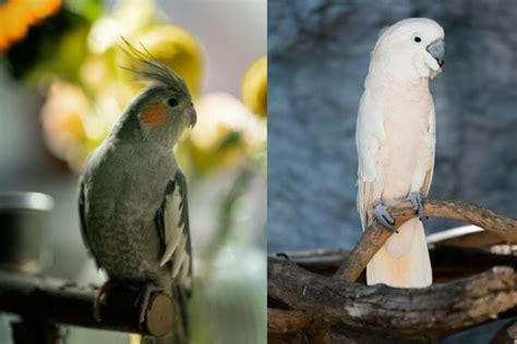 Cockatiel vs Cockatoo - Most Important Differences