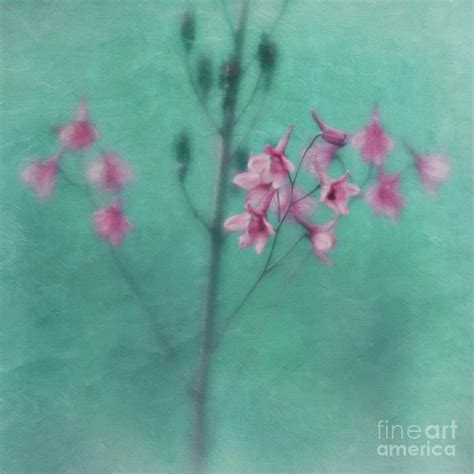 Colours Photograph By Priska Wettstein Fine Art America