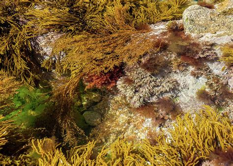 Different underwater algae in the atlantic ocean Photograph by Stefan Rotter