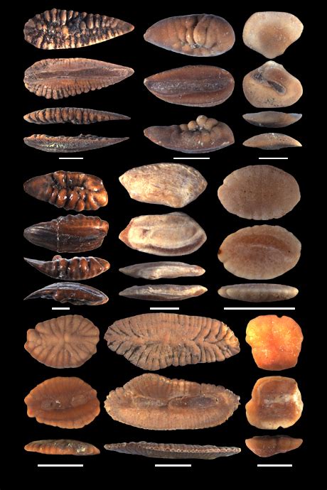 Otoliths – GSUB