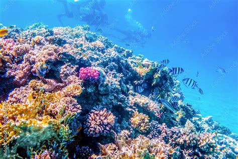 Coral reefs, wonderful underwater world Stock Photo | Adobe Stock