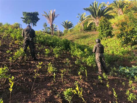 Ffaa Aseguran M S De Manzanas Con Arbustos De Coca En Bonito