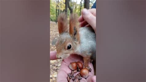 Белка которую хочется гладить A Squirrel That You Want To Stroke Youtube