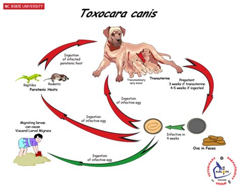 Toxocara canis Flashcards | Quizlet