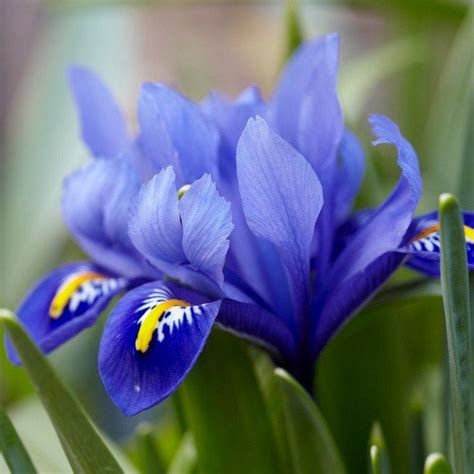 Dark Blue Specie Iris | American Meadows