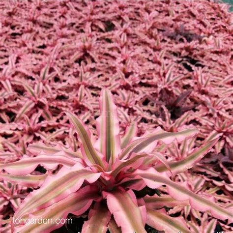 Cryptanthus Pink Starlite Toh Garden Singapore Orchid Plant