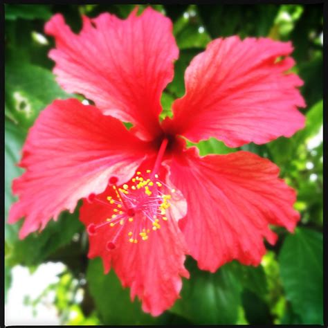 Flor De Maga Puerto Ricos National Flower Katzi Flickr