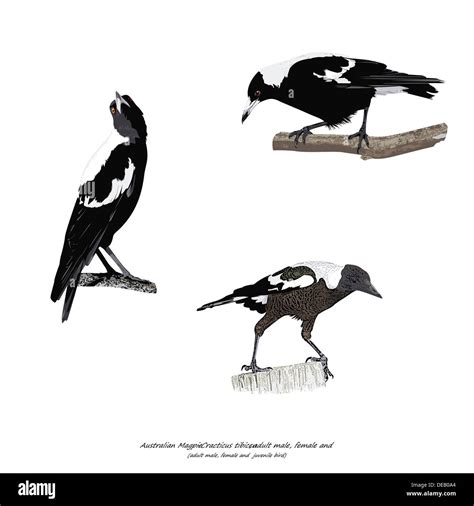 Australian magpie Cut Out Stock Images & Pictures - Alamy