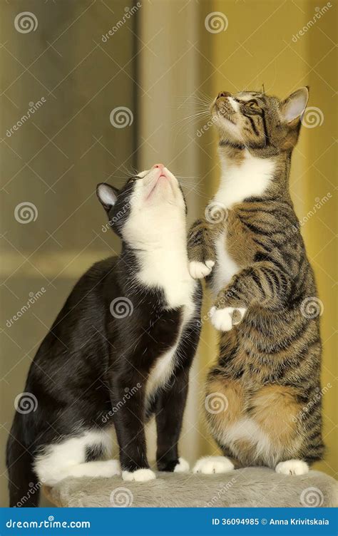 Two Cats Playing Stock Image Image Of Background Cats