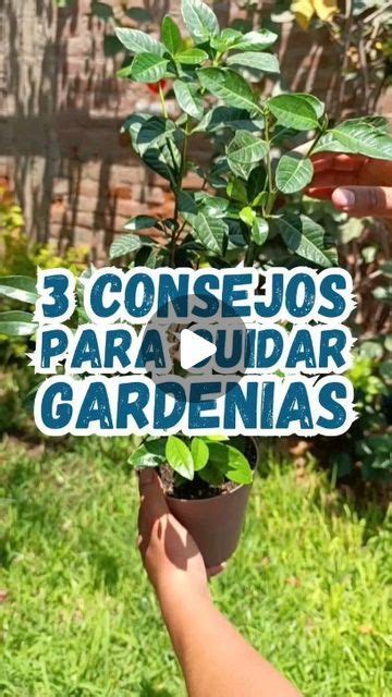 Jardín de Toby Plantas y Jardines on Instagram 3 consejos para