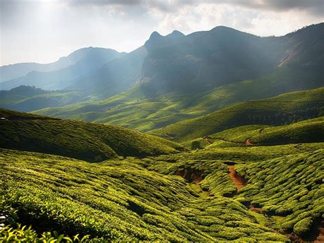 Kolukkumalai Tea Estate Munnar Timings Accessibility Best Time To