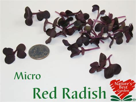 NBG Micro Radish Varieties