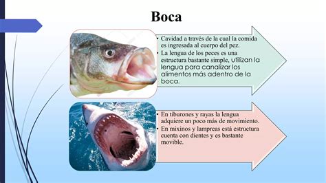 Sistema Digestivo Rganos Partes Clasificaci N Ppt Descarga