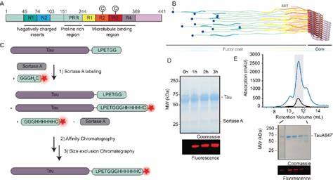 Full Length Tau Protein And Strategy For C Terminal Labeling A