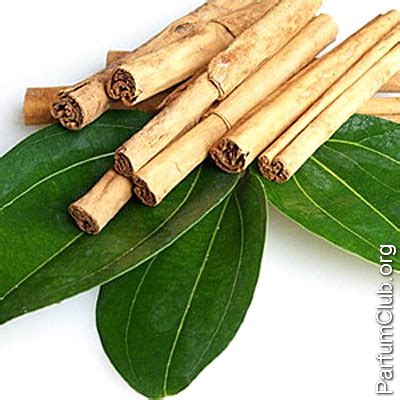 Листья корицы в парфюмерии: нота листьев корицы (cinnamon leaf) в духах ...