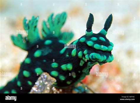 Nembrotha cristata nudibranch fotografías e imágenes de alta resolución