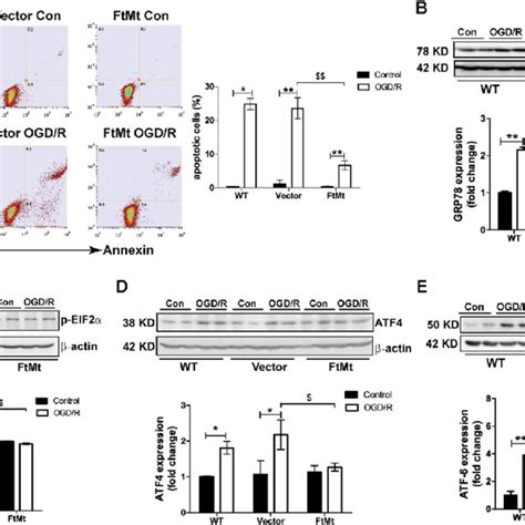 Overexpression Of FtMt Decreases OGD R Injury Induced Apoptosis