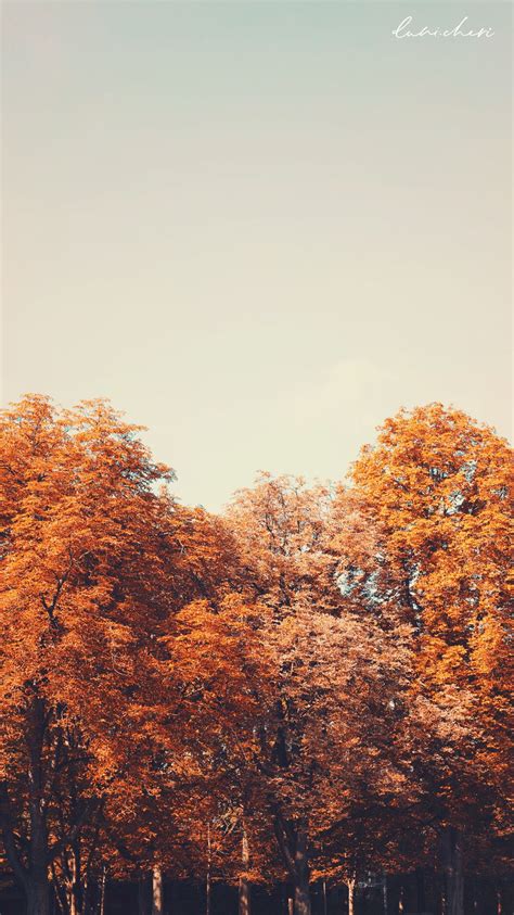 Iphone Wallpaper Herbst Autumn Phone Wallpaper Cute Fall Wallpaper