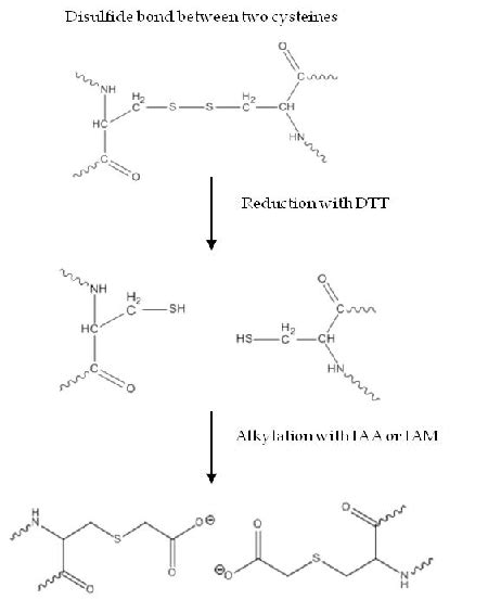 The Reduction And Alkylation Process The Breaking Of Disulfide Bonds