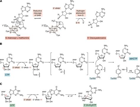 Viperin An Ancient Radical Sam Enzyme Finds Its Place In Modern