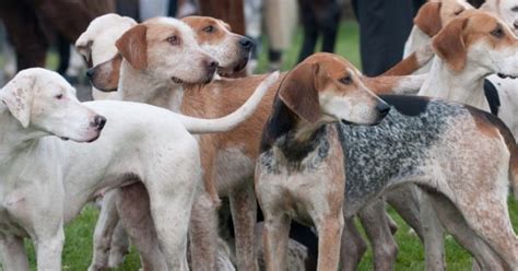 Sarthe lors d une chasse à courre une meute de chiens pénètre dans