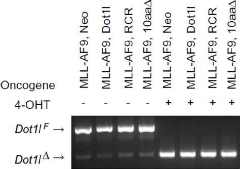 Figure 7 3 From The Role Of Dot1l In Normal Hematopoiesis And MLL