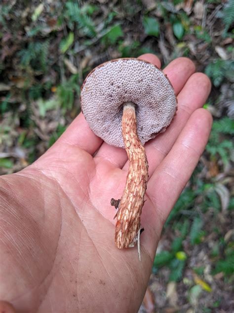 Flecked Bolete From Ravensbourne Qld Australia On January