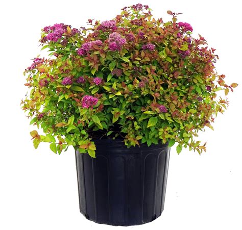 Spiraea Jap Magic Carpet Spirea Shrub 3 Size