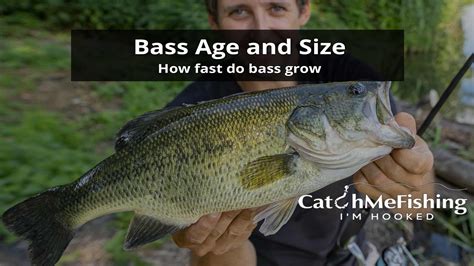 How Fast Do Bass Grow Bass Size In Relation To Their Age CatchMeFishing