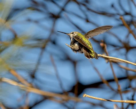 Hummingbirds Photos, Download The BEST Free Hummingbirds Stock Photos ...