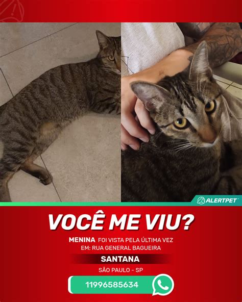 Gato Perdido S O Paulo Sp Menina Alertpet