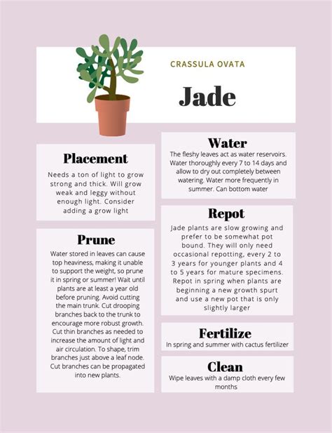 Jade Plant Care Tips & Tracker - Etsy UK | Jade plants, Jade plant care ...