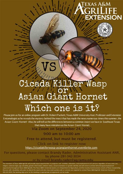 Cicada Killer Wasp Or Asian Giant Hornet Fort Bend