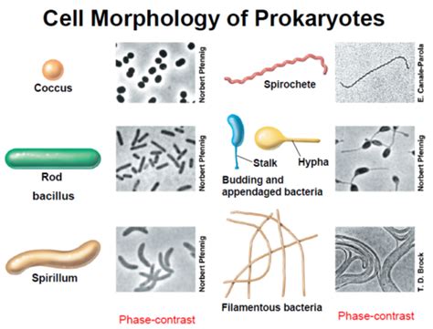 Bacteria Flashcards Quizlet