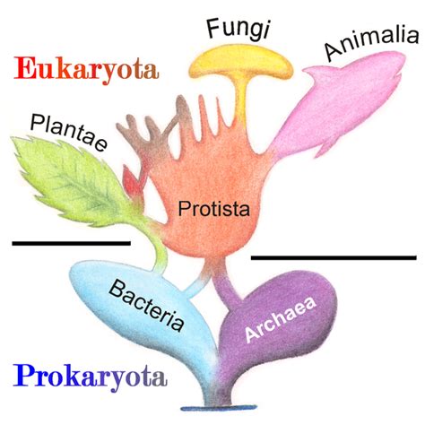 The Five Kingdoms Classification System | A-Level Biology Revision Notes