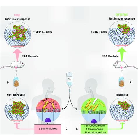 The Gut Microbiota Modulates The Response To Pd Blockade Therapy