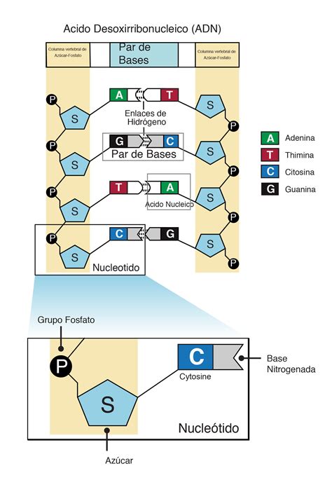 Estructura De ADN Flashcards