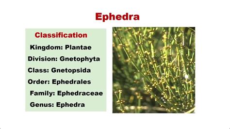 Ephedra Morphology And Reproduction Dr Vrasha Nigam Youtube