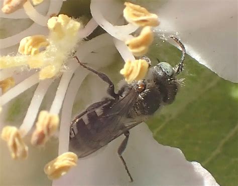 Alcidamea From South Mountain Village Phoenix Az Usa On March