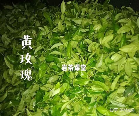 不耐泡的岩茶，才会焙成轻火，所以轻火岩茶都不值得喝？ 知乎