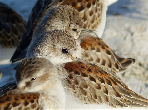 Western Sandpiper Audubon Field Guide