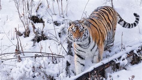 The Amur Tiger